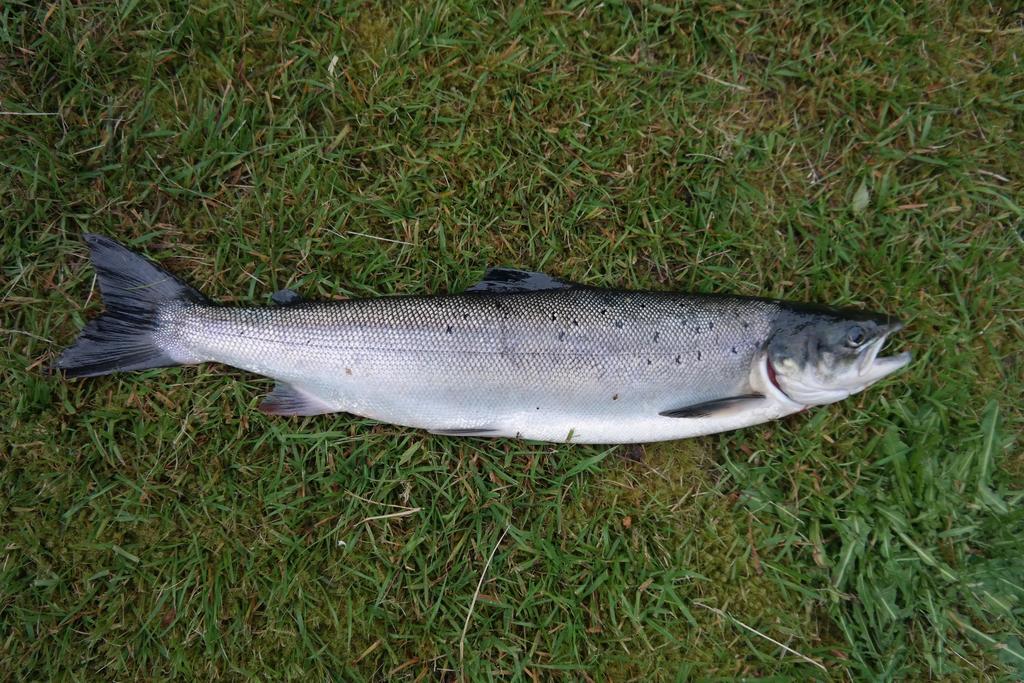 Holmset Camping And Fishing Namdalseid Экстерьер фото